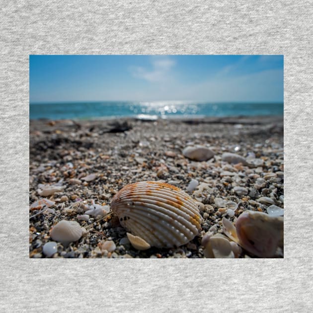 Sanibel Island Sea Shell Fort Myers Florida by WayneOxfordPh